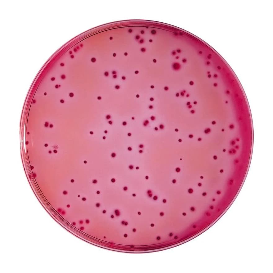 VRBL Agar 10x100 ml