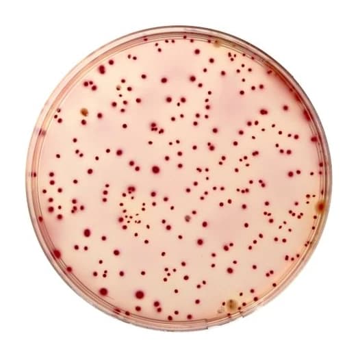 VRBG Agar 10x200 ml
