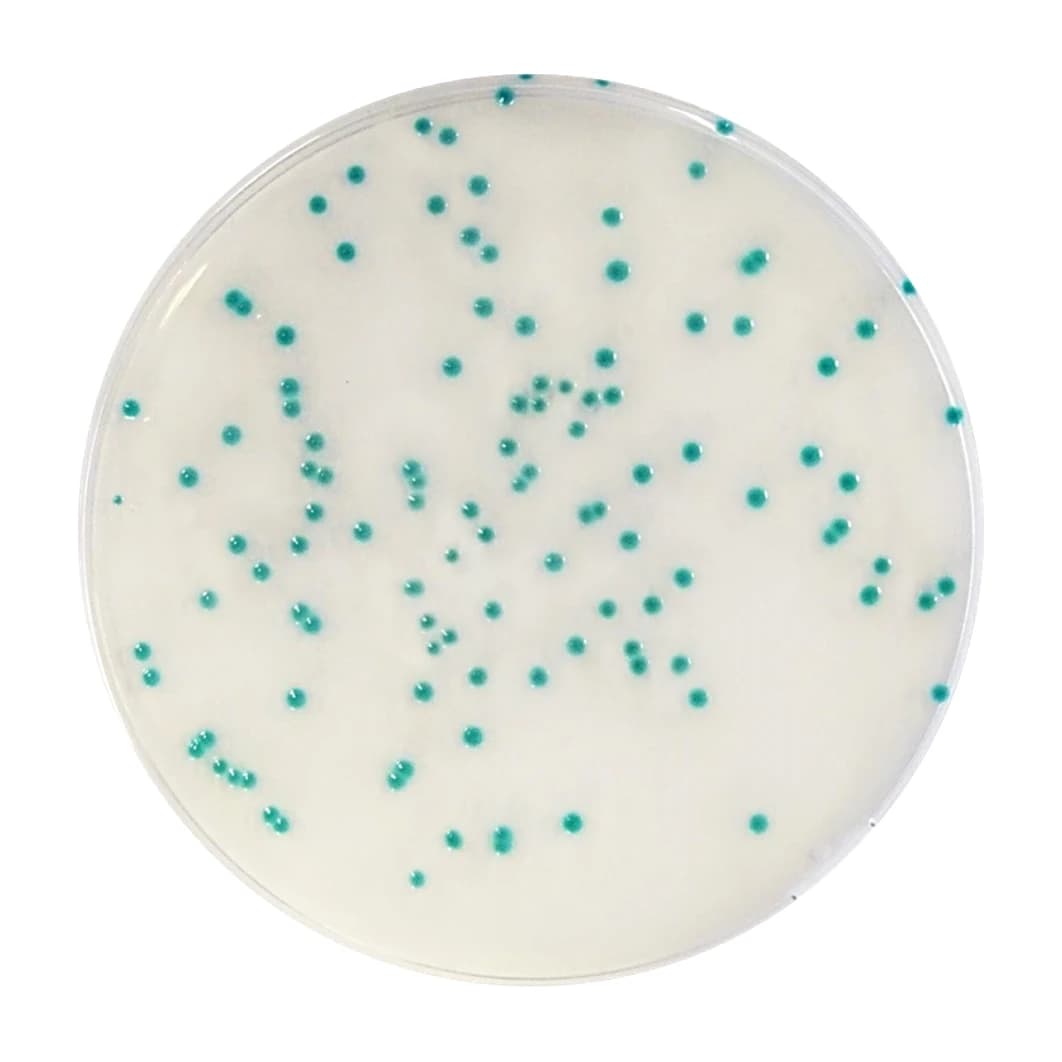Rhapsody Agar 20 Placas 90 mm