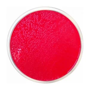 m-Lauryl Sulfate Agar 500 G