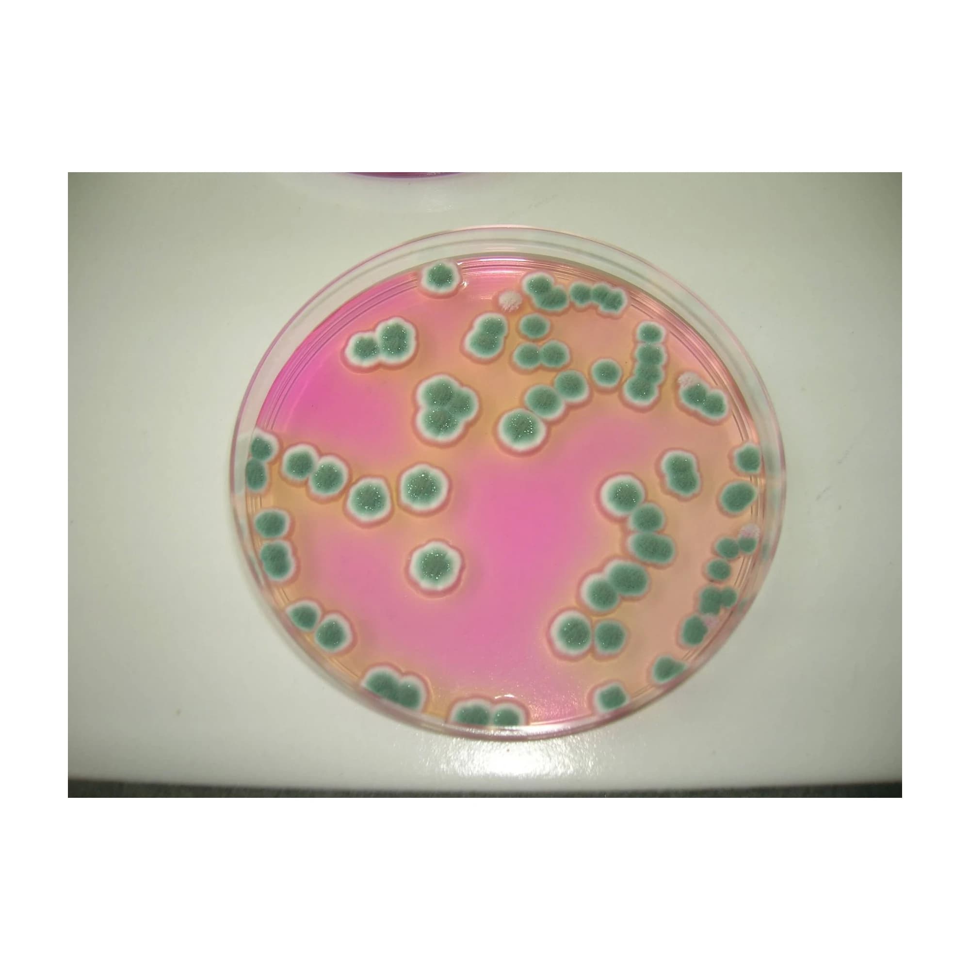 DRBC Agar 10x200 ml