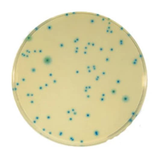 TBX Agar 10x100 ml