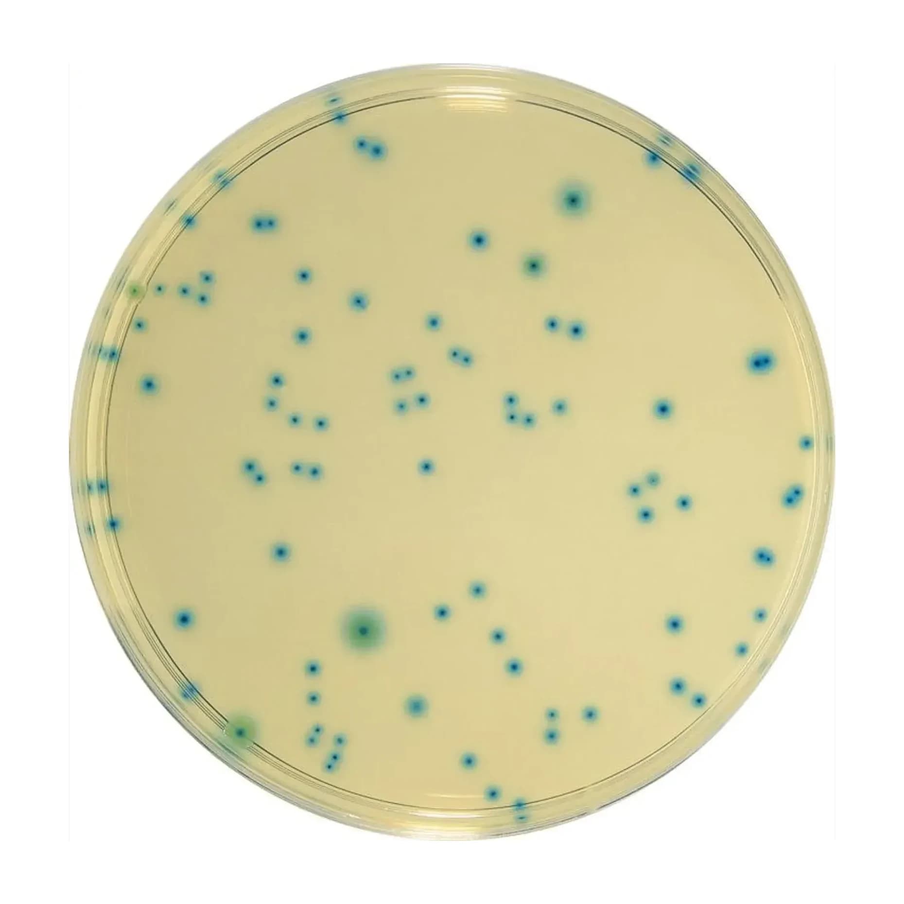 TBX Agar 500 G