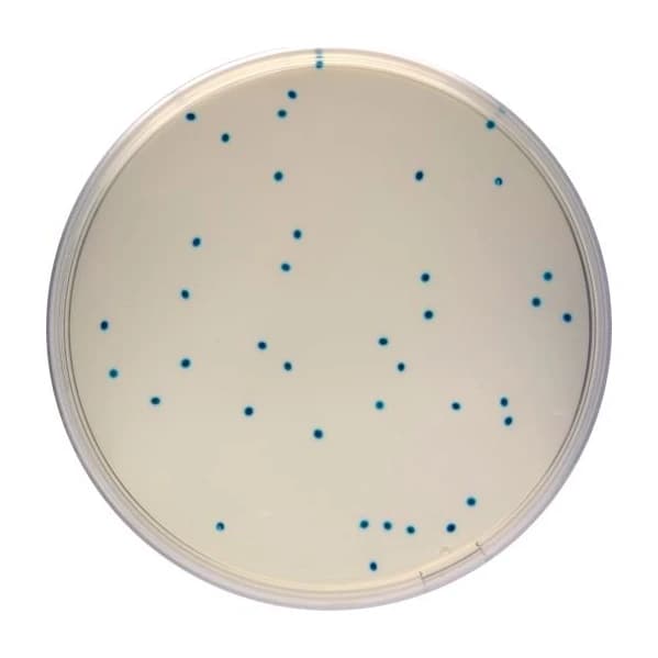 Compass Enterococcus Agar 10X100 ml