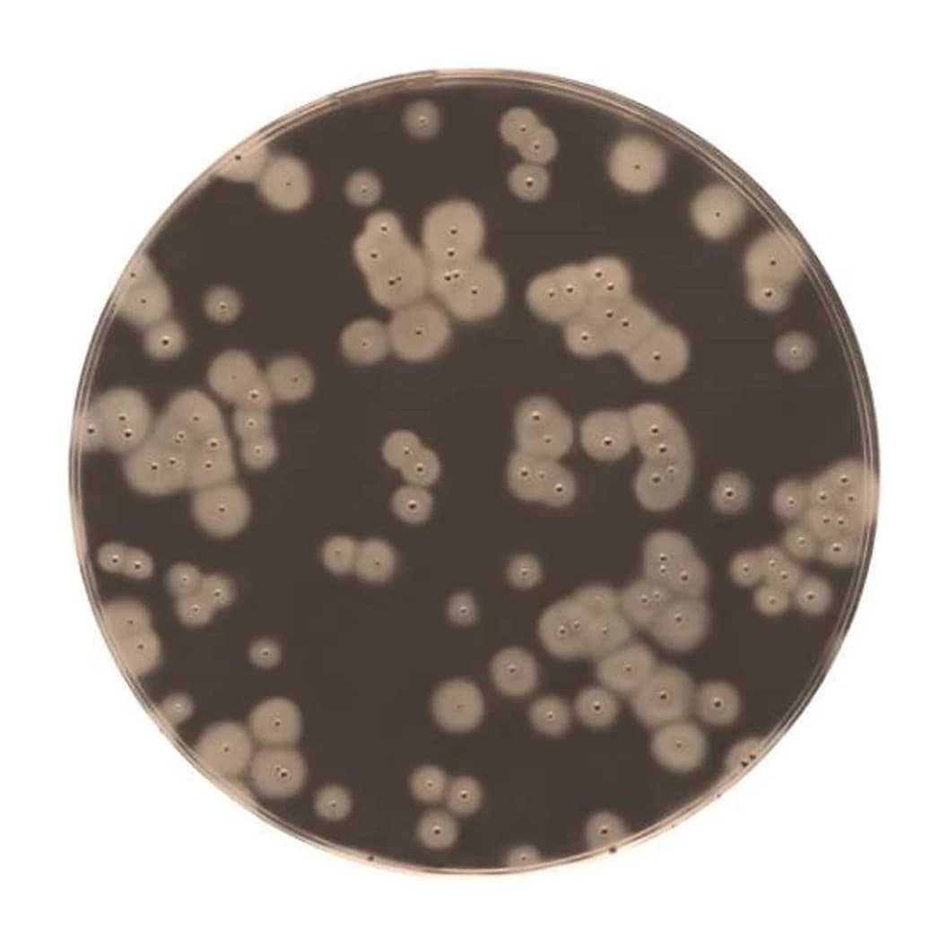EASY STAPH Agar 6x100 ml