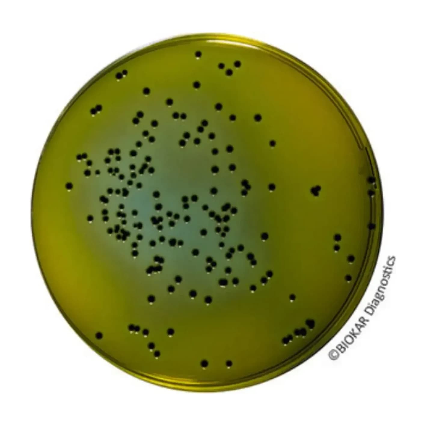 Hektoen Enteric Agar 500 G