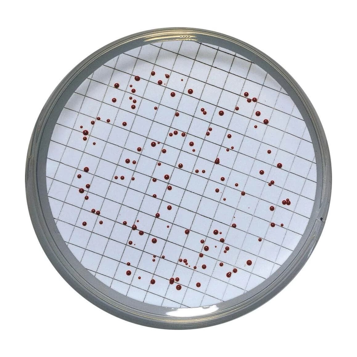 Slanetz & Bartley Agar 20 Placas 55 mm