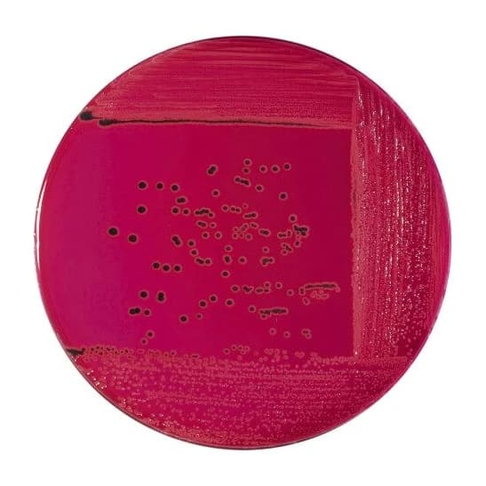 XLD Agar 20 Placas