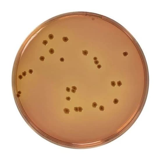 Macconkey-Sorbitol Agar Base 500 G