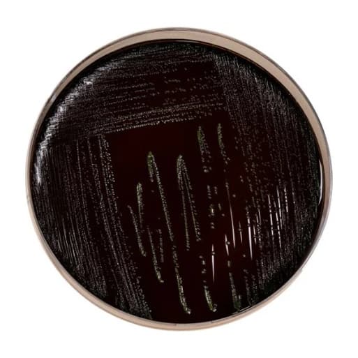 Palcam Agar 500 G