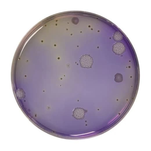 Dextrose Tryptone Agar 500 G