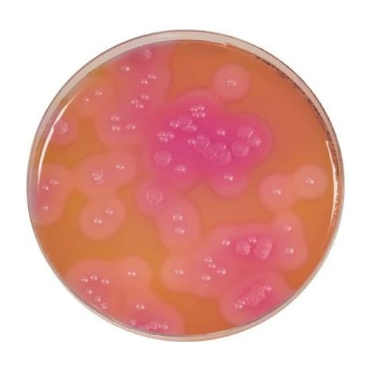 Bacillus Cereus Agar Base 500 G