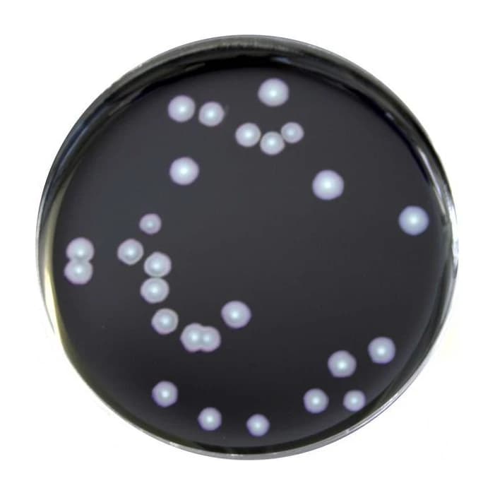 GVPC Agar 120 Placas