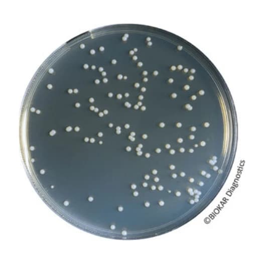 Orange Serum Agar 500 G