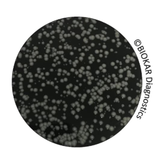 GVPC Agar 20 Placas