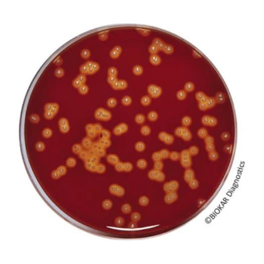 Columbia Agar Base 500 G