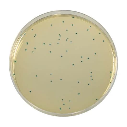 Compass Enterococcus Agar 500 G