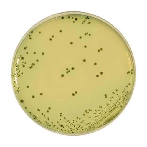 Bismuth Sulfite Agar 500 G