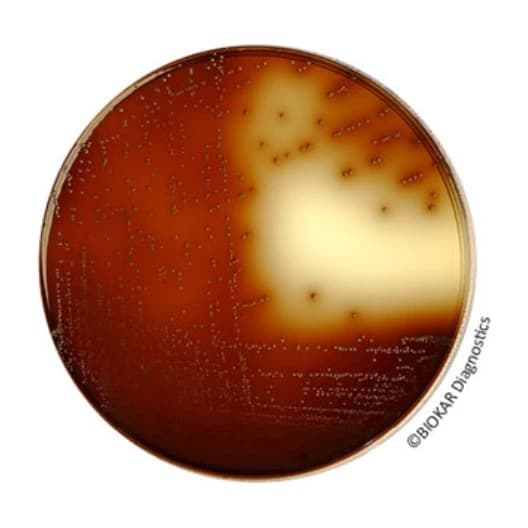 K.F. Streptococus Agar 500 G