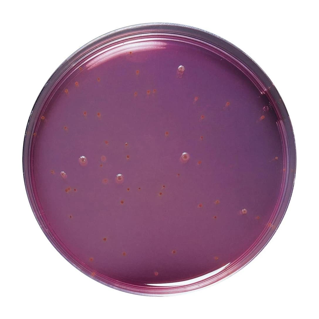 BCP Dextrose Agar 10X200 ml