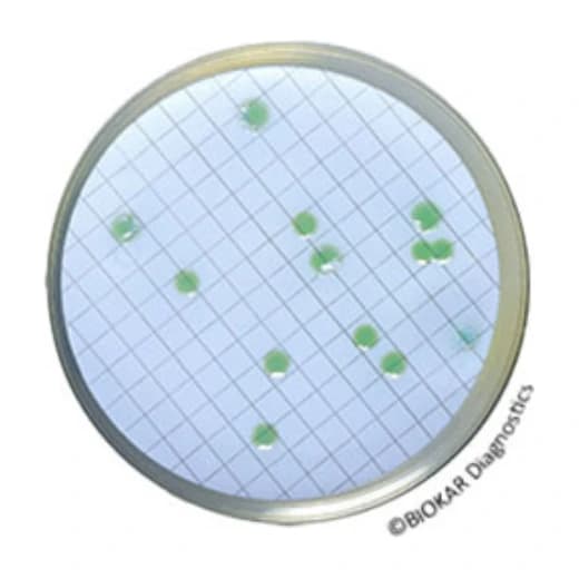 CN Agar Pseudo. Base 500 G