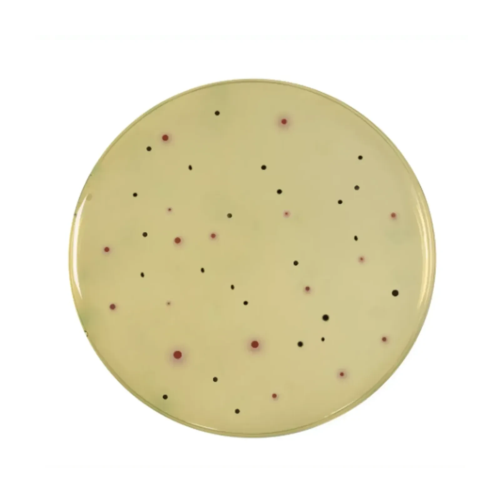 Perfect Duo Agar Sup. 1 Fr 50 ml qsf 5 L
