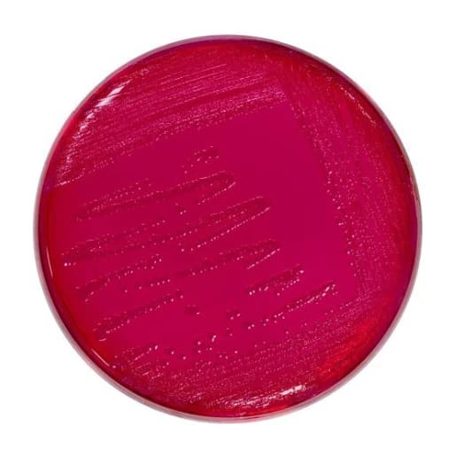 Brilliant Green Agar 500 G