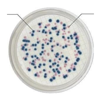 Chromogenic Coliform Agar CCA 20 Placas
