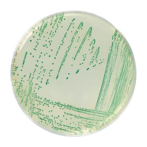CHROMOGENIC CRONOBACTER ISOLATION AGAR 20 Placas
