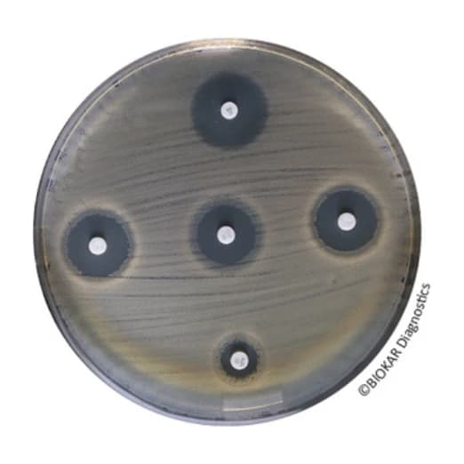 Mueller Hinton Agar 500 G