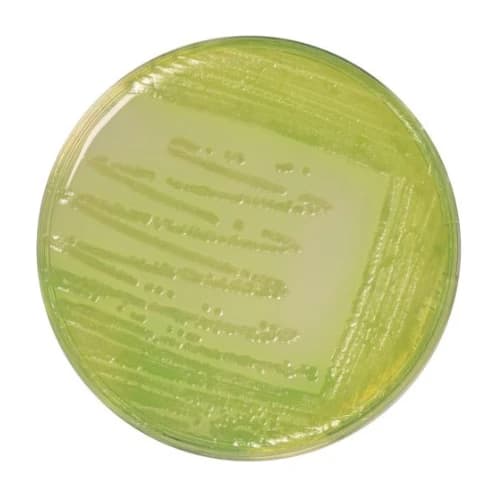 C.F.C. Agar Base 500 G