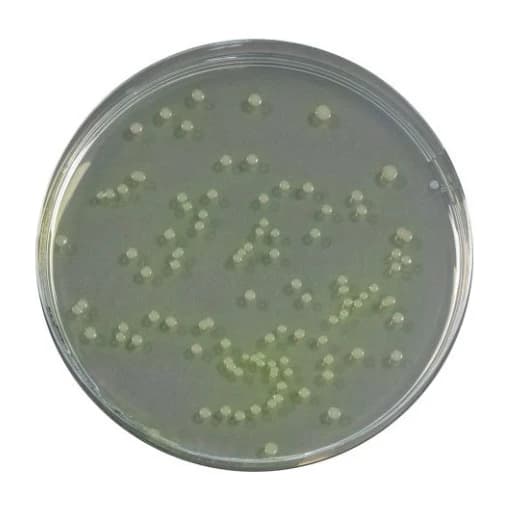 Penicillin Pimaricin Agar (PPA) 20 Placas 90 mm
