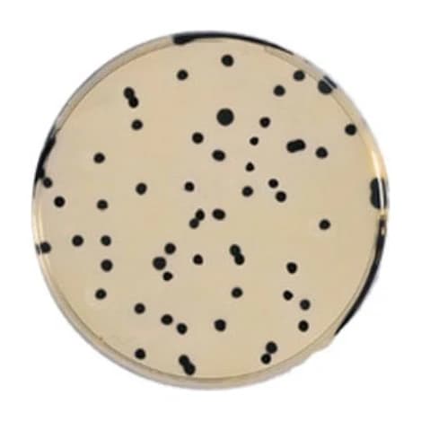T S C Agar 500 G