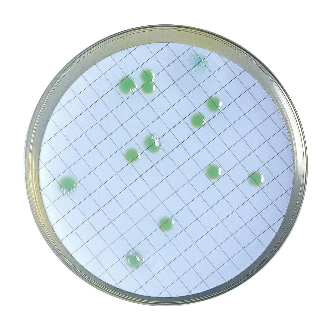 CN Pseudomonas Agar 20 Placas