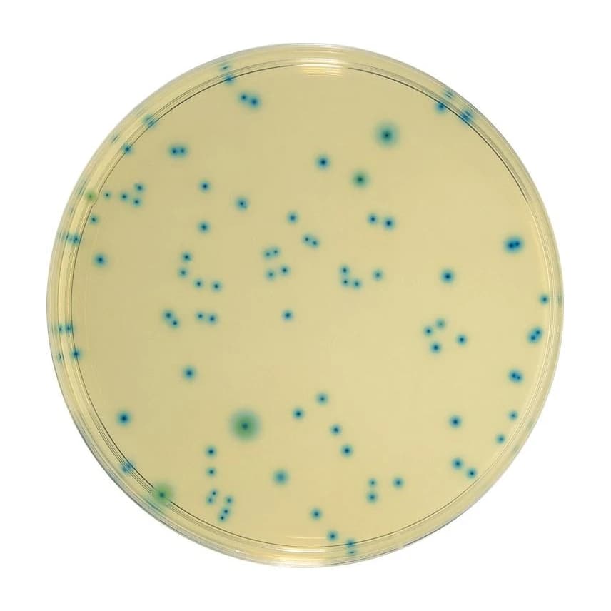 TBX Agar 10x200 ml