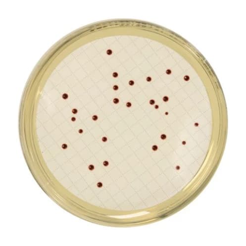 Slanetz And Bartley Agar 500 G