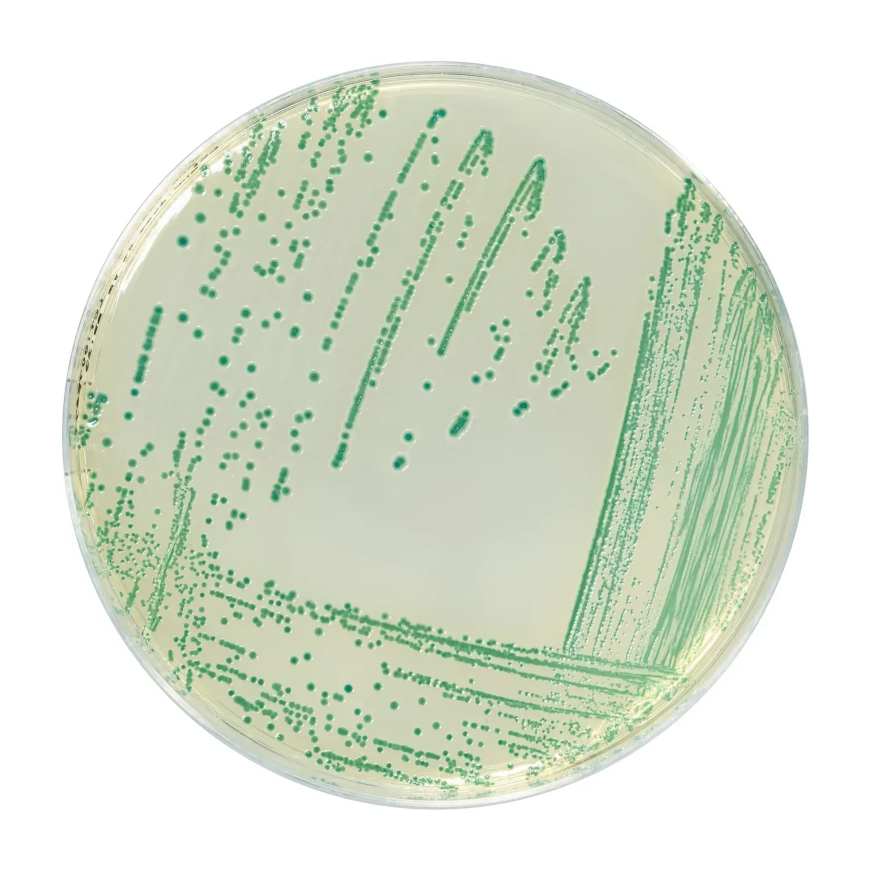 CHROMOGENIC CRONOBACTER ISOLATION AGAR 500 G