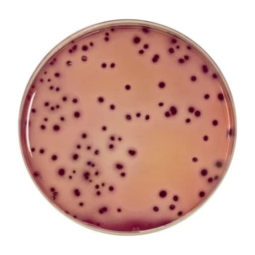 Violet Red Bile Glucose Agar VRBG 500 G