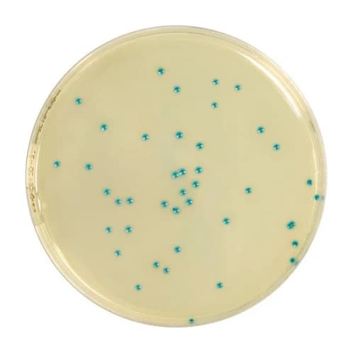 Rhapsody Agar 500 g