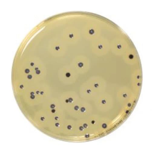 Baird Parker Agar Base 500 G