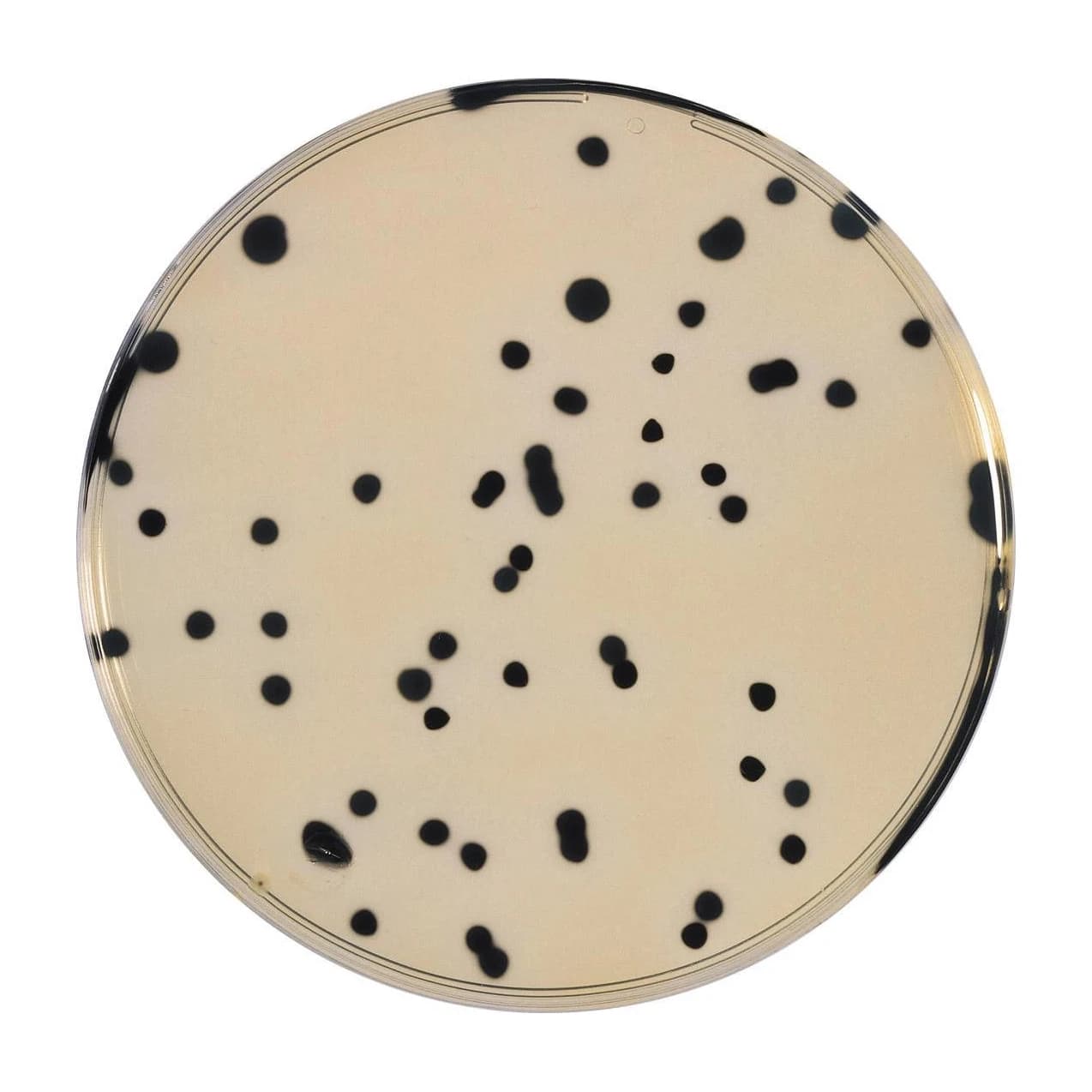 TSC Agar 50x20 ml