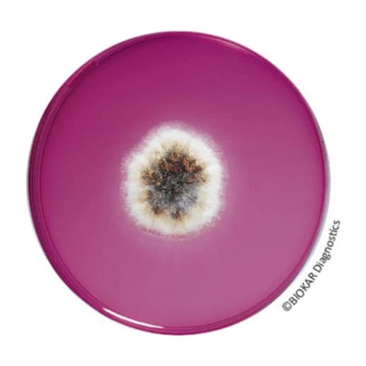 DRBC Agar 500 G