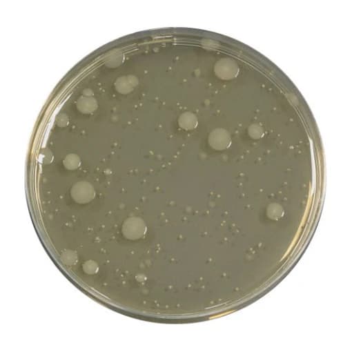 Yeast Extract Agar 500 G