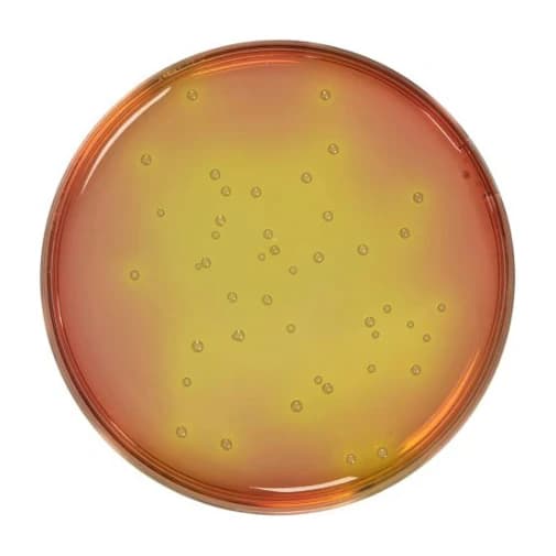 Mannitol Salt Agar 500 G