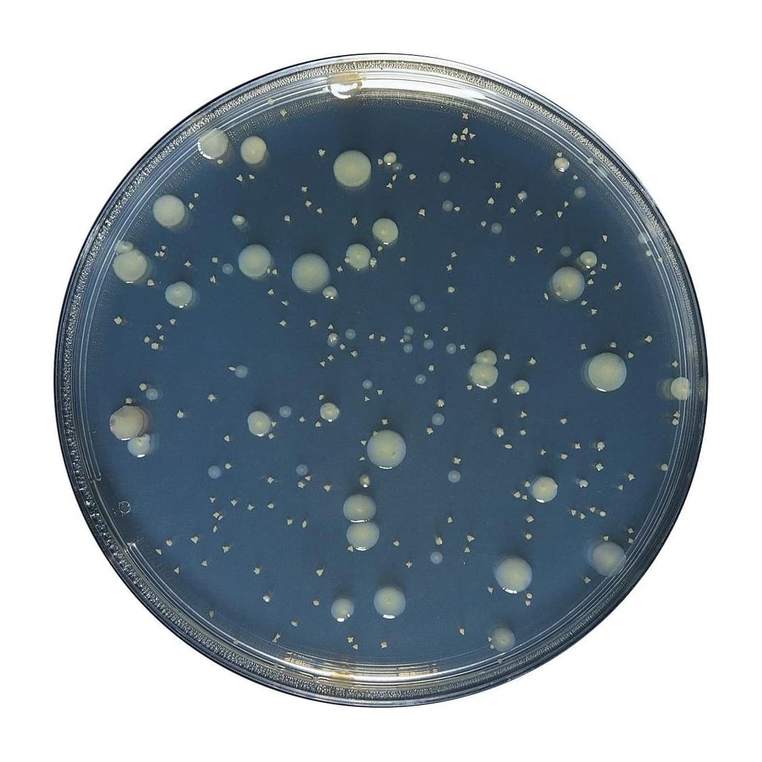 Yeast Extract Agar 10x200ml
