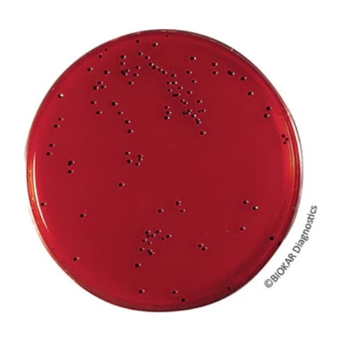XLD Agar 500 G