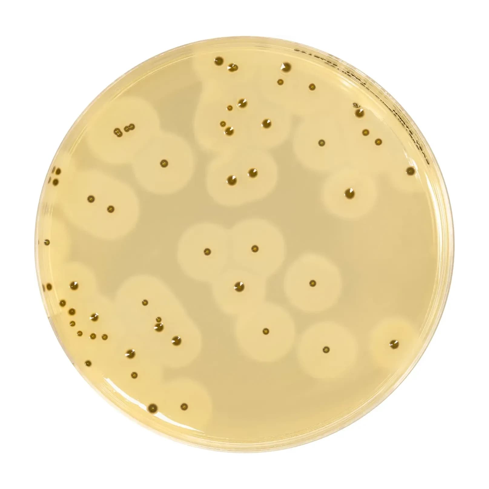 EASY STAPH Agar 6x200 ml