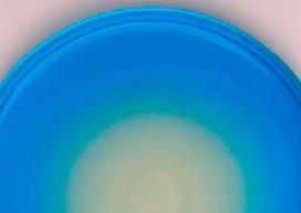 SESAME Salmonella detection- BM138